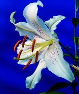 closeup view of incredibly white Lily Blossom