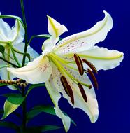 unusually beautiful white Lily