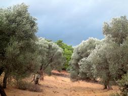 Storm Threatening Clouds and Trees