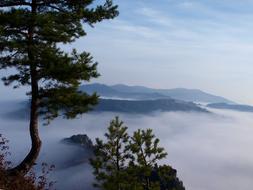 Foggy Pine in Slovakia