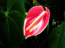 perfect Thorium Flower Tropical