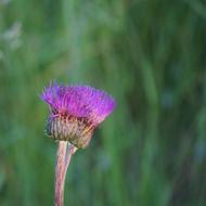 Melancholy Thistle