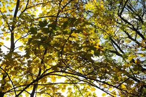 Beautiful and colorful maple trees with leaves