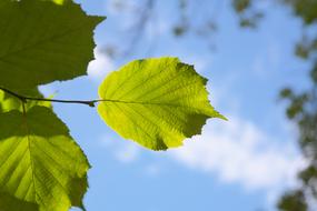 Leaf Green Backlighting