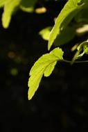 Close-up of the beautiful, green and yellow leaves of different shades