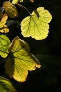 Leaf Backlighting Bright close-up