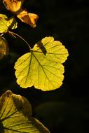 Close-up of the beautiful and colorful autumn currant leaves in sunlight, at dark background