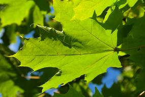 Leaf Green Maple close-up