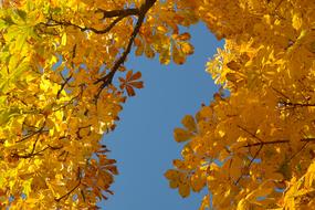 Chestnut Leaves Autumn Fall Color