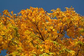 Beautiful and colorful chestnut trees with leaves, in the autumn, under the blue sky