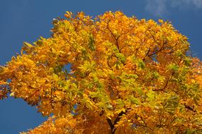 Chestnut Leaves Autumn Fall Color