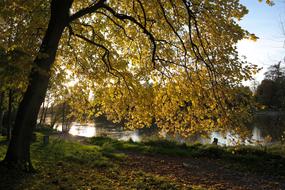 Beautiful landscape of the Danube river shore with colorful Linden trees and plants, in the autumn