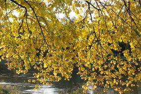 Linde Tree Autumn Fall