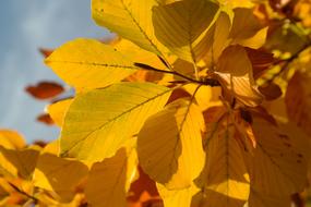 Close-up of the beautiful and colorful beech leaves in the autumn, in sunlight