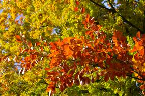 Beech Leaves in Fall Color