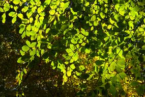 Beech Leaves Tree