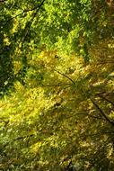 Beech Wood Autumn Mood