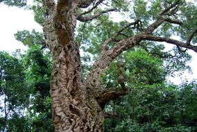 Cork Oak