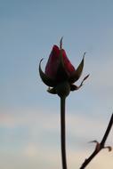 Rose dry sky