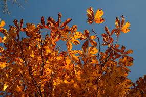 Fall Foliage Leaves Gold