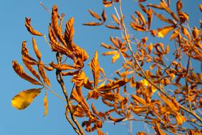Fall Leaves Gold Autumn Colours