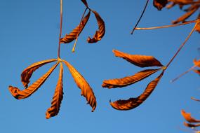 Fall Leaves Gold Autumn Colours