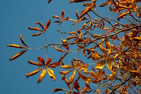 Fall Leaves Gold Autumn Colours