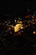 Autumn Leaves at dark