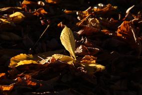 Chestnut Leaves Fall Gold