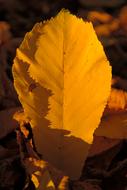 Fall Leaves Gold Chestnut