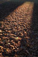 Fall Leaves Autumn Colours Sunbeam