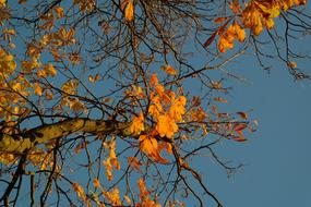 Fall Leaves Gold Autumn Colours