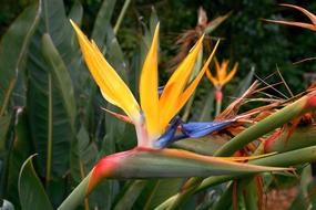 goodly Sterilitzia MandelaS Gold