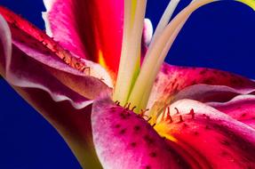 fabulous Lily Blossom