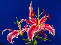 red lilies on blue background