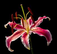 Close-up of the beautiful blossoming red and white lily flower at black background