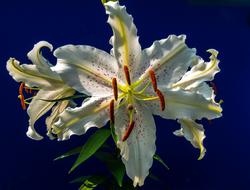 fabulous cute Lily