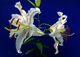 perfect Lily Blossom