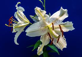 wonderful Lilys Blossom