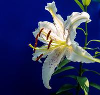 Lily, spotted white Blossom at blue background