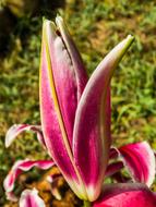 blooming pink lily close-up on a blurred background