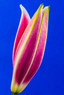 perfect pink Lily Blossom