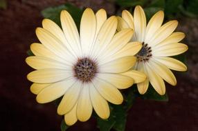 perfect Flower Yellow gerbera