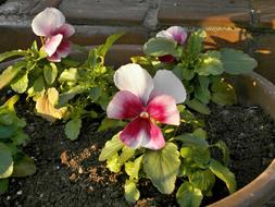 Pansy Winter Flowers