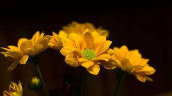 wonderful Flower Yellow Close Up