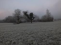 Cold Tree Foggy nature