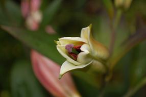 extraordinarily beautiful Lily Blossom