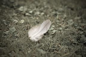 Feather Grass Meadow