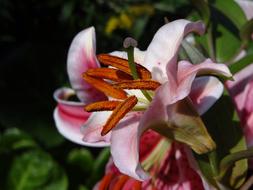 Pollen Pistil flowers
