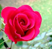 wonderful bright red Rose Bloom